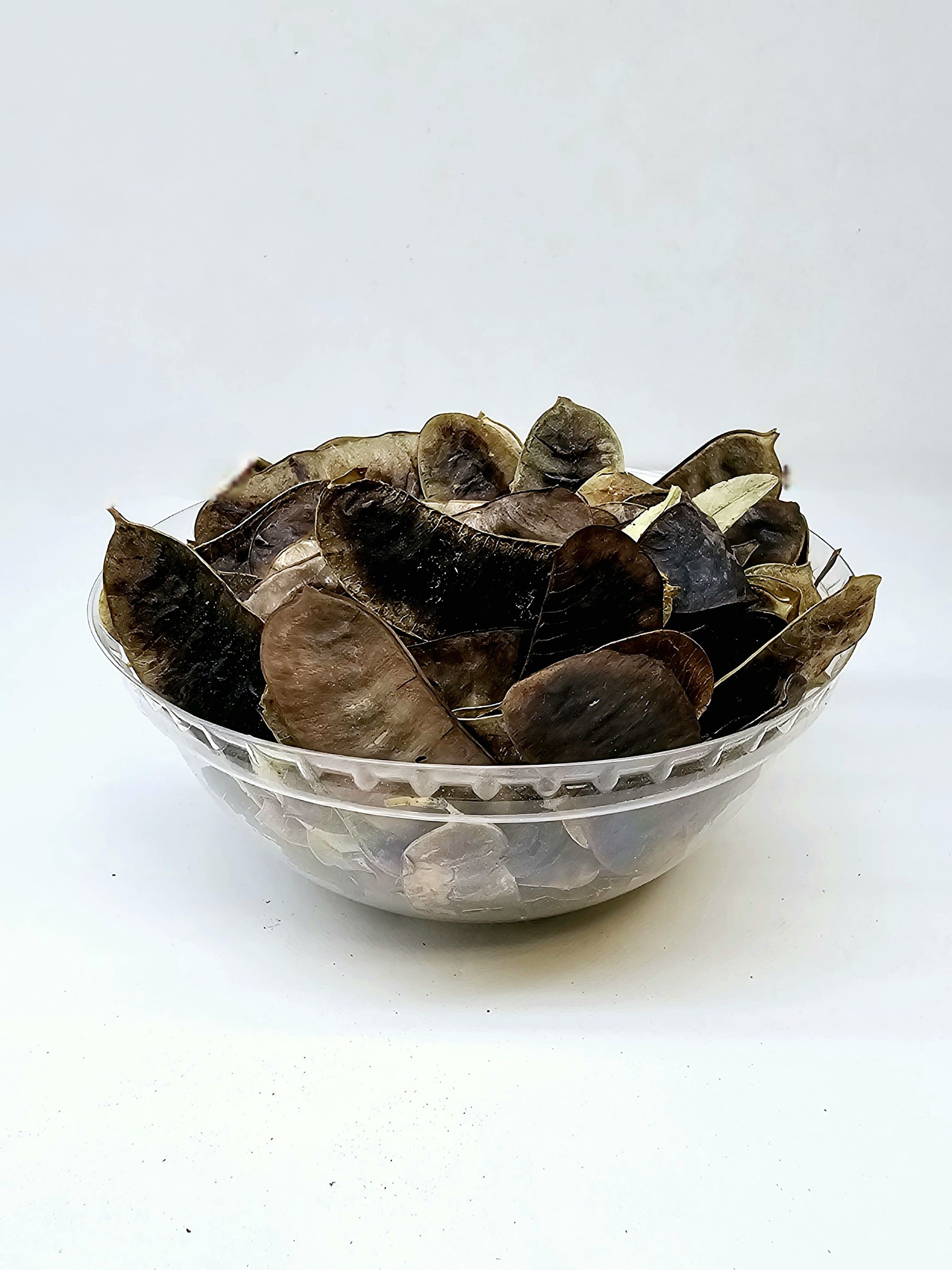 عشبة العشرج